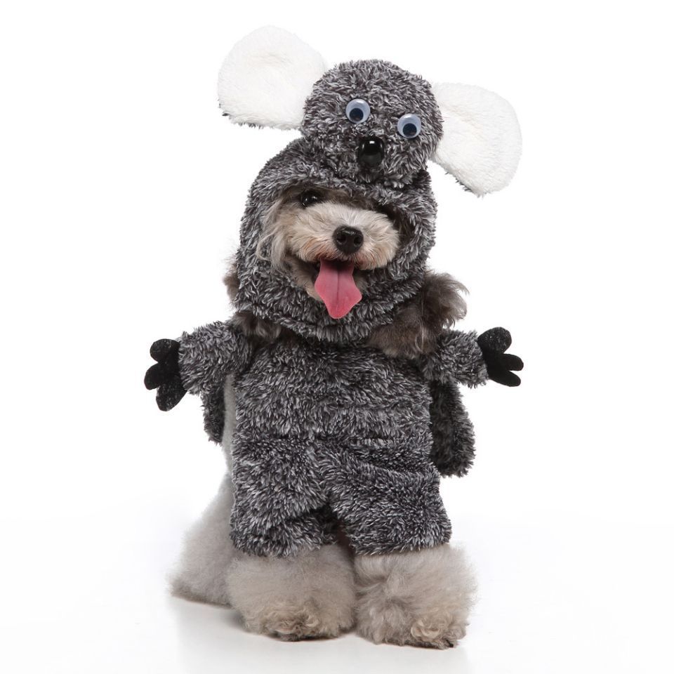 Halloween Costume - Fashion Dog Style