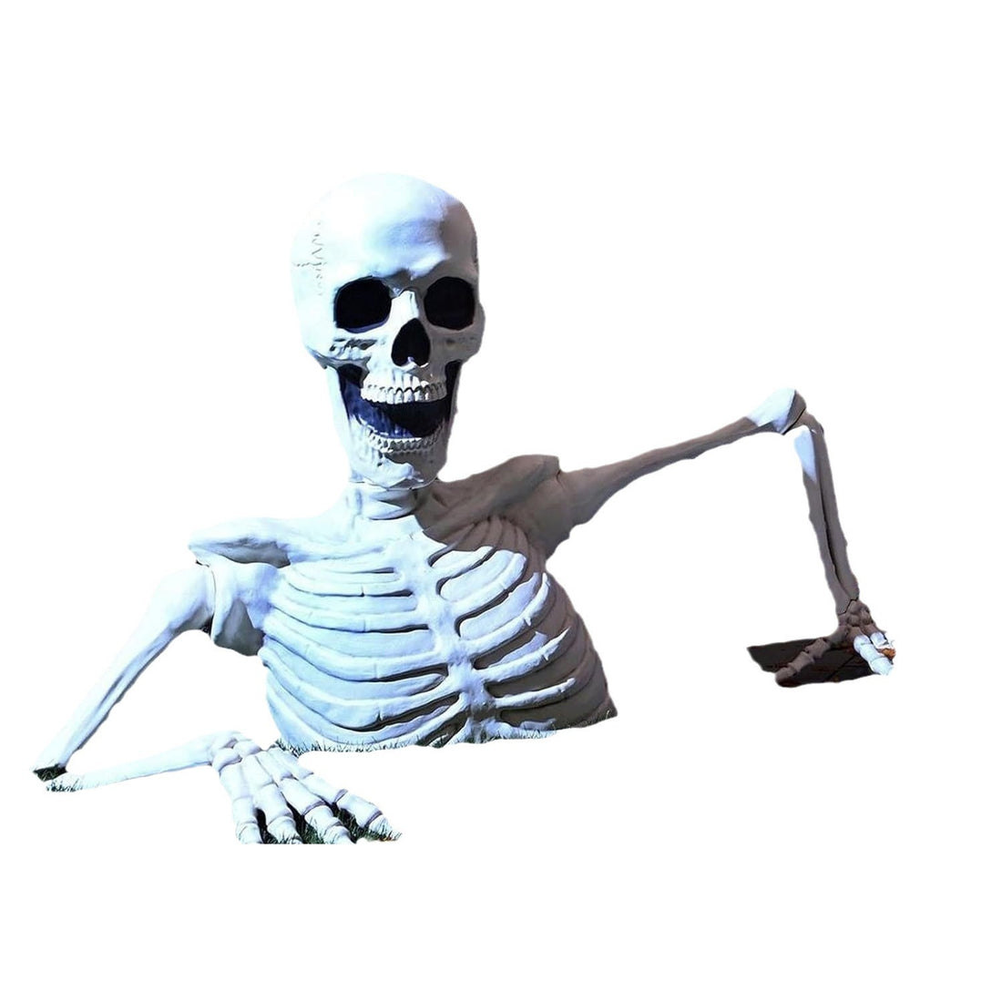 Halloween Decorative Item Skull Skeleton Display